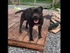 Tommy Male staffy looking good home 1